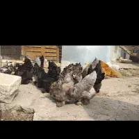 تخم نطفه دار برهما