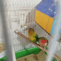 طوطی برزیلی|پرنده|پاکدشت, شهرک امام رضا|دیوار