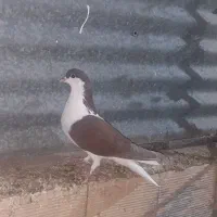 چند عدد ماده بی نظیر