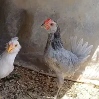 خروس گلین طوسی