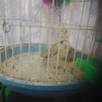 فنچ نرگیسی|پرنده|تربت جام, معدآباد|دیوار