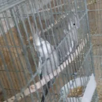 وایت فیس کینگ سایز|پرنده|رامشیر, |دیوار