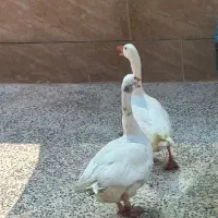 فروش غاز