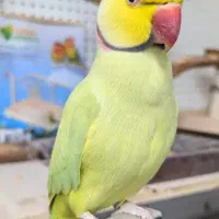 طوطی ملنگو  موتاسیون ویولت  کاسکو‌ گرینچیک