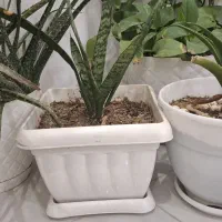 گل طبیعی قیمت مناسب