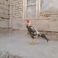 خروس لاری