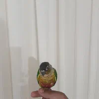 گرین چیک فول اهلی سخن گو|پرنده|عجب شیر, |دیوار