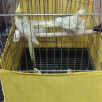 عروس هلندی|پرنده|ری, شهید غیوری (ابن باویه)|دیوار