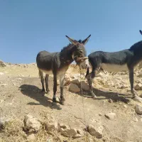 الاغ فروشی|حیوانات مزرعه|شیراز, سعدیه شمالی|دیوار