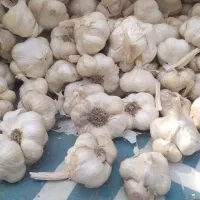 سیر همدان درجه اول