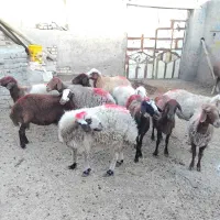 11 راس میش جوان دو رگه|حیوانات مزرعه|تربت‌حیدریه, باغ سلطانی|دیوار