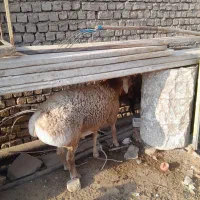 یک راس بره قوچی|حیوانات مزرعه|زیرکوه, |دیوار