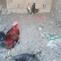 مرغ واردک