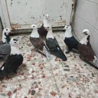 طوقی ومخمل پلاکی|پرنده|شیراز, ارم|دیوار