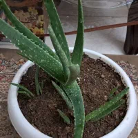 پاجوش آلوورا