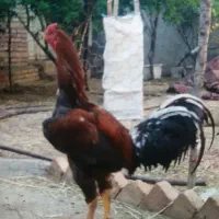 خروس لاری