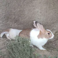 خرگوش یک جفت نر ماده با ی خروس مرغ