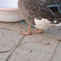 غاز نر جوان|حیوانات مزرعه|رستم, |دیوار