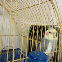 پرنده|پرنده|اسلام‌شهر, شهرک سعیدیه|دیوار