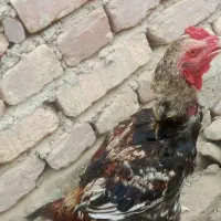 خروس لاری اصیل معاوضه ای