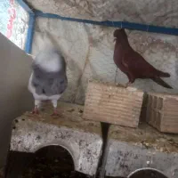 ۲عددماده سرخ درجه ۱