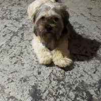 واگذاری سگ شیتزو