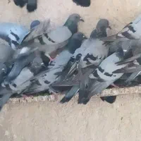 کبوترسبزشرکتی یا دوشی۵۰عدد|پرنده|بندر ماهشهر, |دیوار