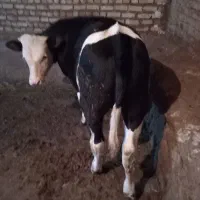 گوساله اصل سیمینتال