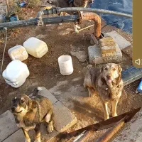 سگ سرابی مزرع واگذاری