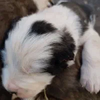 چهار عدد توله فروشی|سگ|زرندیه, |دیوار