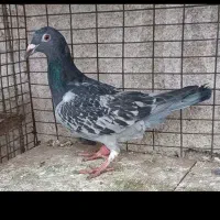 عروس هلندی|پرنده|مشهد, مقدم|دیوار