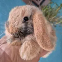 کلینیک تخصصی خرگوش مینی لوپ مینیاتوری اخذشناسنامه|موش و خرگوش|کرمان, |دیوار