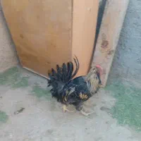 خروس گلین ریشو پنگوئنی چهل تاج