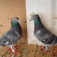 کفتر پلاکی و مرغ عشق انگلیسی