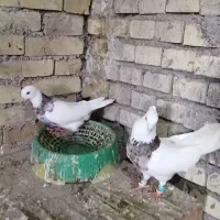 کفتر طوقی هفت رنگ