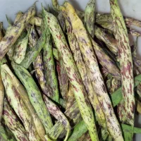 باقالی محلی