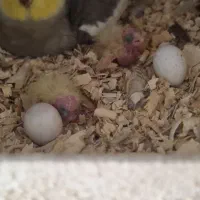 معاوضه عروس هلندی با قناری