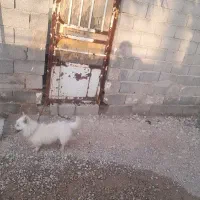 سگ‌دست‌آموز‌‌دو‌میلیون‌و‌ششصد