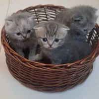 گربه های اسکاتیش و برتیش|گربه|اهواز, کوروش|دیوار