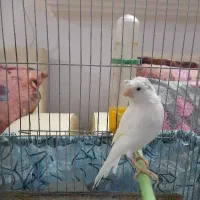 قناری رسمی گلستر
