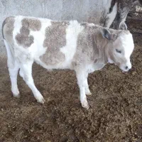 گوساله نر سیمینتال