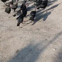 بیست عدد بوقلمون