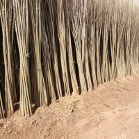 فروش نـهـال کـبـوده با کیفیت ممتاز