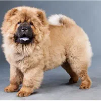 سگ چاو چاو|سگ|تهران, اختیاریه|دیوار