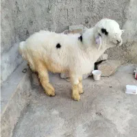 بره نره داشتی|حیوانات مزرعه|مسجد سلیمان, |دیوار