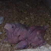 جفت عروس هلندی و کوتوله|پرنده|خمینیشهر, |دیوار