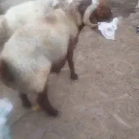 دوعدد