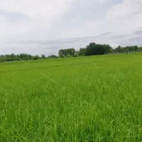 زمین-کشاورزی