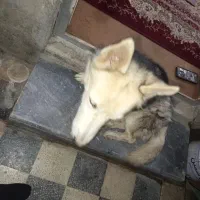 هاپو پیدا شده