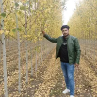 صنوبر درختی با بازار همیشه پرتقاضا